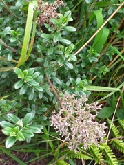 Valeriana microphylla
