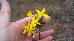 Bobartia orientalis