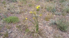 Bobartia orientalis