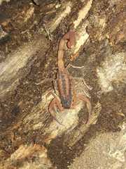 Tityus trivittatus