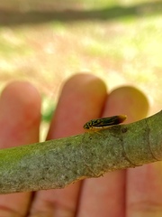 Dilobopterus costalimai