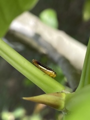 Dilobopterus costalimai