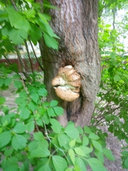 Cerioporus squamosus