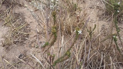 Wahlenbergia rubens