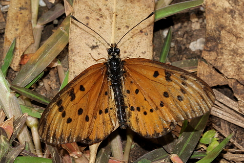 Madagascan Marsh Amber