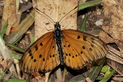 Acraea zitja