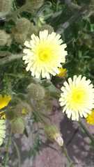 Andryala integrifolia