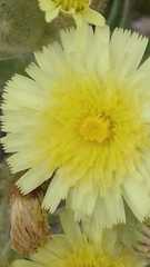 Andryala integrifolia