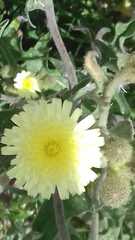 Andryala integrifolia