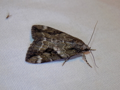 Catocala micronympha