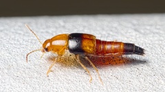 Tachyporus obtusus