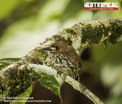 Micromonacha lanceolata