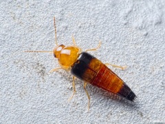 Tachyporus obtusus