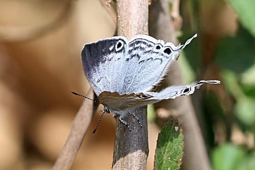 Madagascar Black-eye