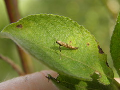 Caloptilia populetorum