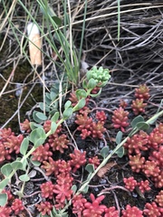 Telephium imperati