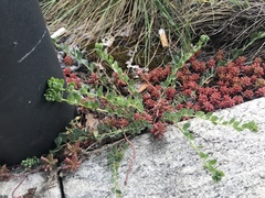 Telephium imperati