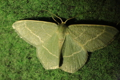 Chlorissa viridata