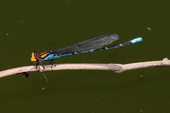 Pseudagrion punctum