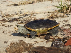 Malaclemys terrapin pileata