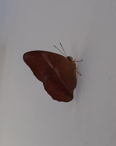 Photo of Tamil Yeoman (Cirrochroa thais)