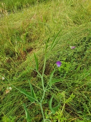 Lathyrus hirsutus