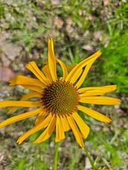 Echinacea paradoxa