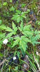 Anemonoides nemorosa