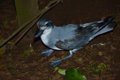 Pachyptila vittata