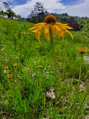 Echinacea paradoxa