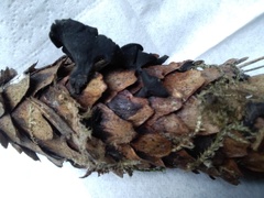 Piceomphale bulgarioides