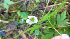 Anemonoides nemorosa