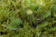 Leptinella squalida