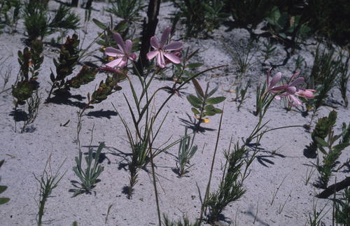 Image of Geissorhiza bonae by (c) Tom Lloyd Evans, some rights reserved (CC BY-SA)