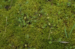 Leptinella squalida