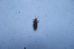 Pyractomena borealis