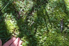 Hydrocotyle moschata