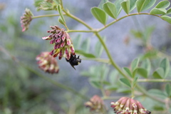 Bombus californicus
