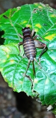 Duolandrevus coulonianus