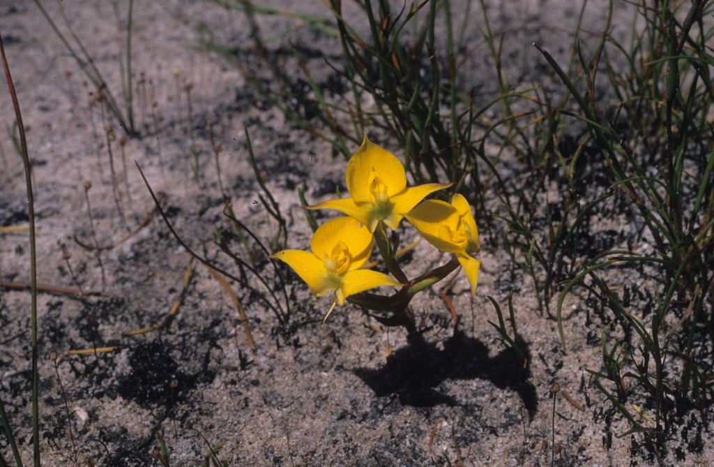 Disa tenuifolia