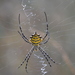 Common Garden Orbweb Spider - Photo (c) copper, some rights reserved (CC BY-NC), uploaded by copper
