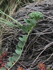 Telephium imperati