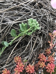 Telephium imperati