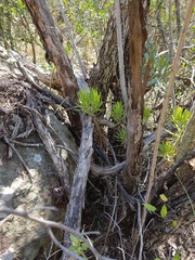 Senecio barbertonicus