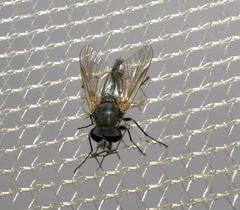 Symphoromyia