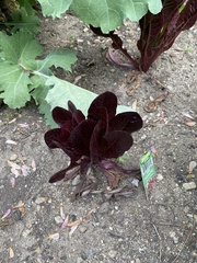 Lactuca sativa longifolia