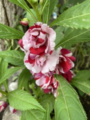 Balsaminaceae