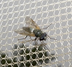 Symphoromyia