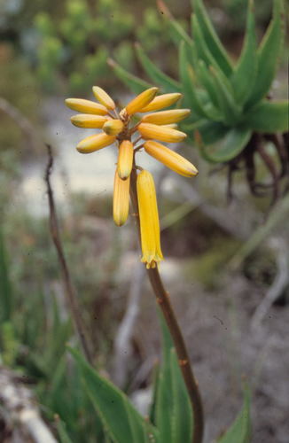 Image of Peninsula Rambling Aloe (Aloiampelos commixta) by (c) Tom Lloyd Evans, some rights reserved (CC BY-SA)