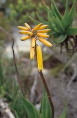 Aloiampelos commixta